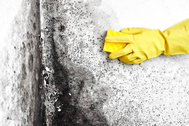 Professional Mold Remediation in Cambridge City, IN